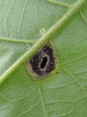 Phylloxera caryaeglobuli