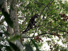 Cercopithecus ascanius