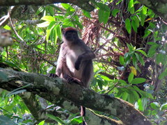 Piliocolobus tephrosceles
