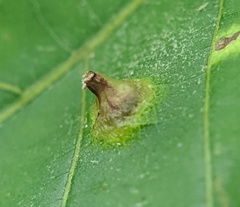 Phylloxera caryaefoliae