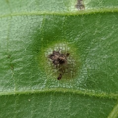 Phylloxera caryaefoliae