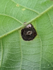 Phylloxera caryaeglobuli