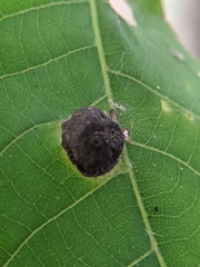 Phylloxera caryaeglobuli