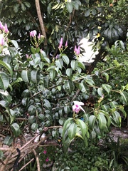 Cryptostegia