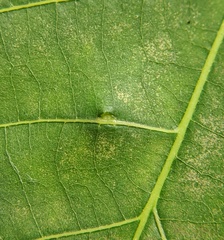 Caryomyia antennata