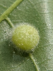 Caryomyia antennata