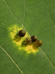 Caryomyia viscidolium