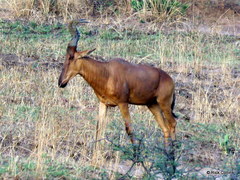 Alcelaphus buselaphus