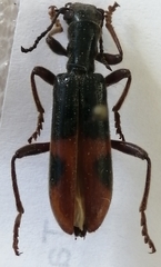 Cymatodera hopei