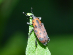 Rhodobaenus tredecimpunctatus