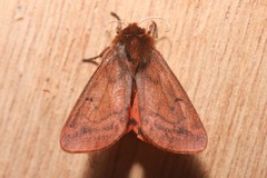 Phragmatobia lineata