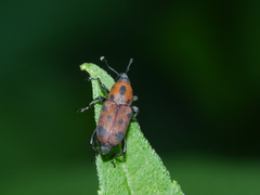 Rhodobaenus tredecimpunctatus