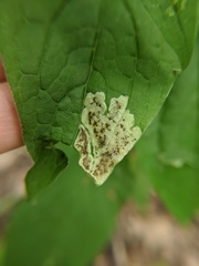 Calycomyza cynoglossi