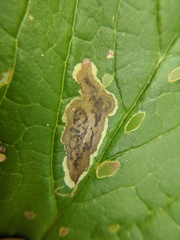 Calycomyza cynoglossi