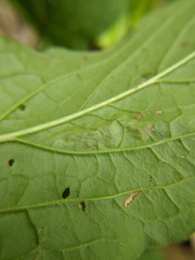 Calycomyza cynoglossi