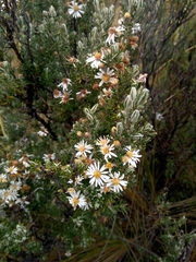 Diplostephium ericoides