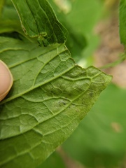 Calycomyza cynoglossi