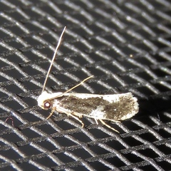 Monopis dorsistrigella