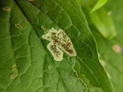 Calycomyza cynoglossi