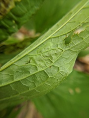 Calycomyza cynoglossi
