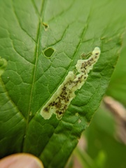 Calycomyza cynoglossi