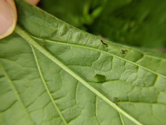 Calycomyza cynoglossi