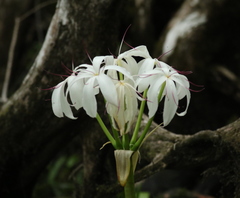 Crinum americanum