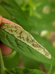 Calycomyza cynoglossi