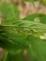 Calycomyza cynoglossi