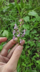 Dactylorhiza majalis baltica