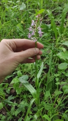 Dactylorhiza majalis baltica