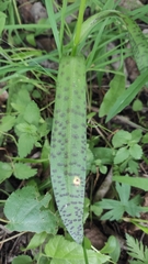 Dactylorhiza majalis baltica