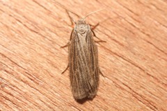 Crambidia lithosioides