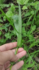Dactylorhiza majalis baltica