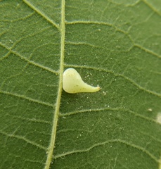 Caryomyia caryaecola