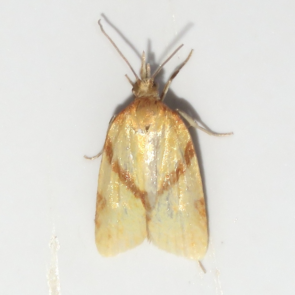 One-lined Sparganothis Moth
