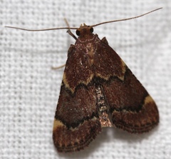 Hypsopygia intermedialis