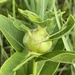 Apical Rosinweed Gall Wasp - Photo (c) Jeff Skrentny, some rights reserved (CC BY-NC), uploaded by Jeff Skrentny