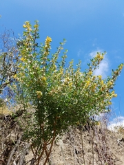 Acmispon dendroideus
