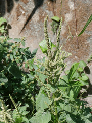 Amaranthus blitum