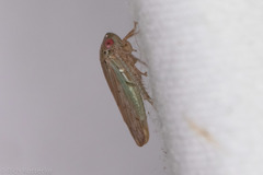 Polana quadrinotata