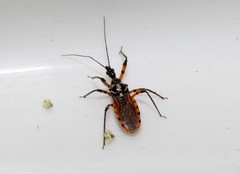 Sphedanolestes pulchellus