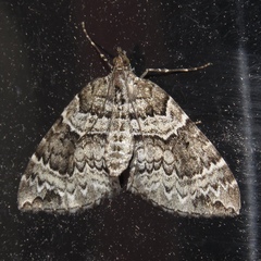 Eulithis explanata