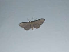 Idaea infirmaria