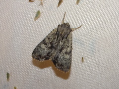 Phosphila miselioides