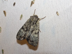 Phosphila miselioides