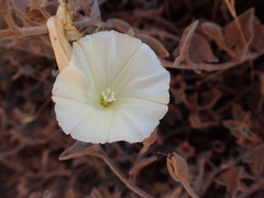 Calystegia malacophylla