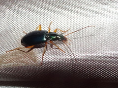 Agonum extensicolle