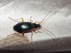 Agonum extensicolle