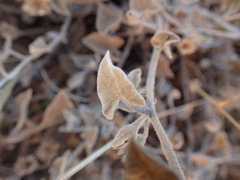 Calystegia malacophylla